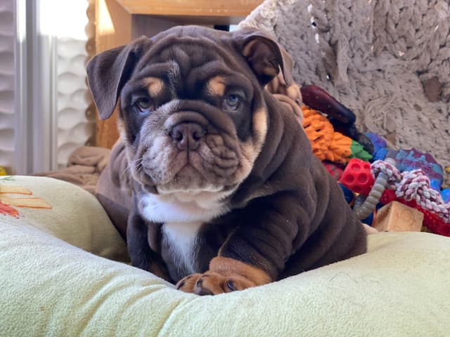 English Bulldog Puppies media 4