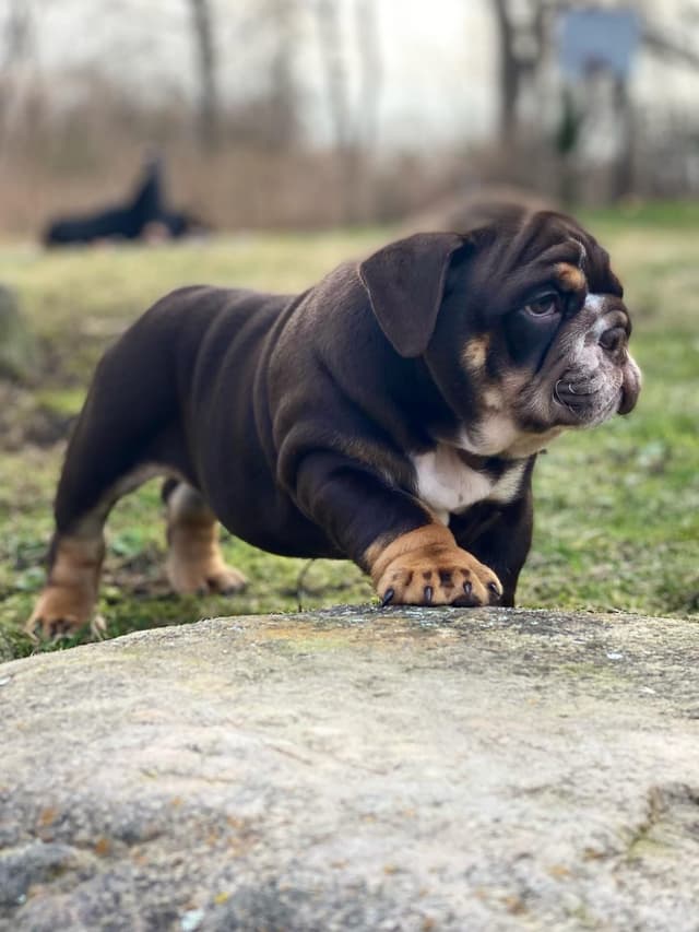 English Bulldog Puppies media 5
