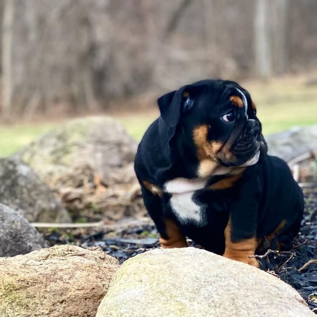 English Bulldog Puppies media 6