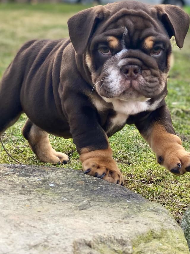 English Bulldog Puppies media 8