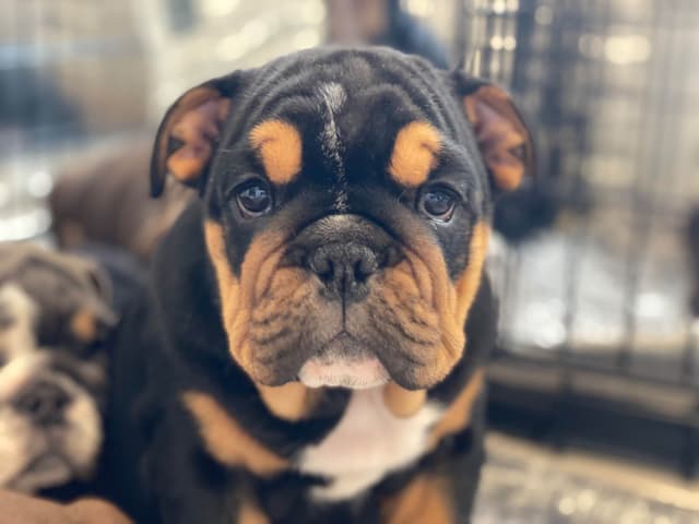 English Bulldog Puppies media 9