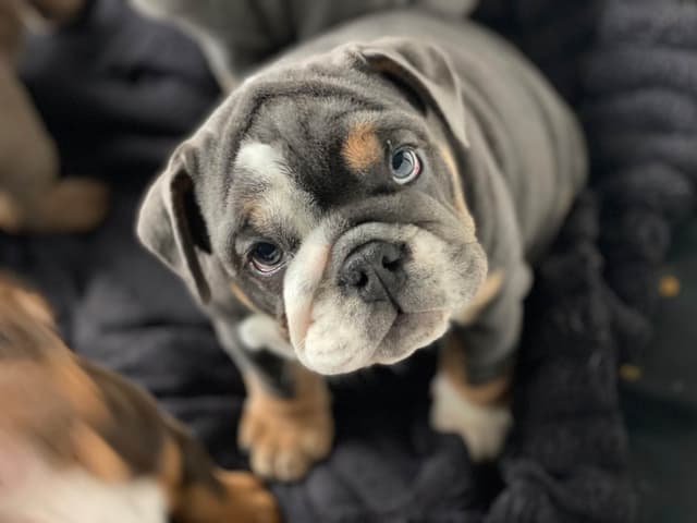English Bulldog Puppies media 10