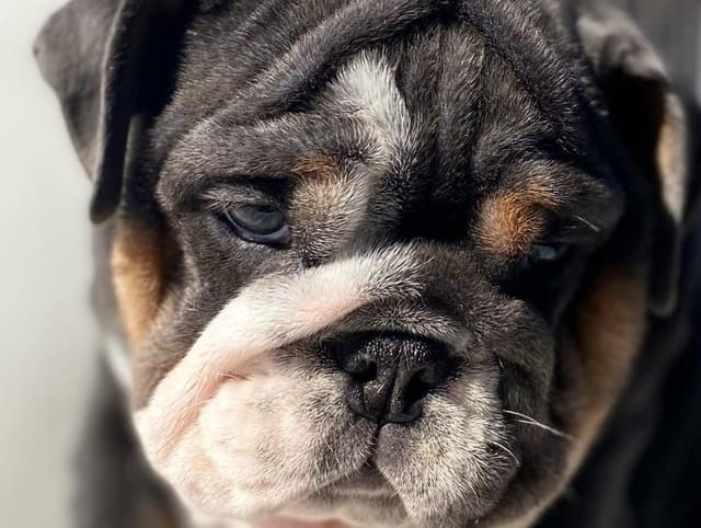 English Bulldog Puppies media 11
