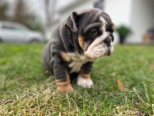 English Bulldog Puppies media 12