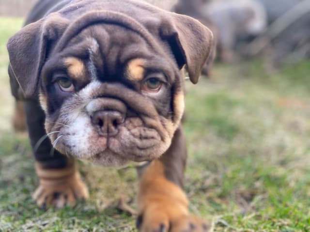 English Bulldog Puppies media 13