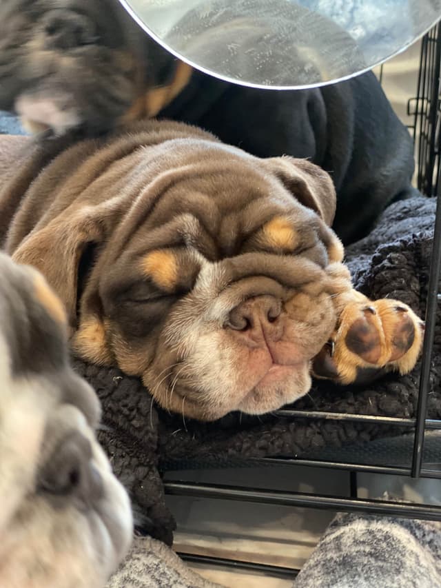 English Bulldog Puppies media 15