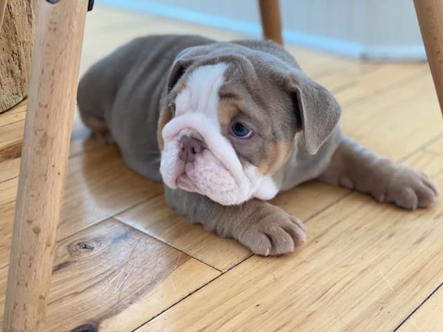 Bulldog Puppies media 2