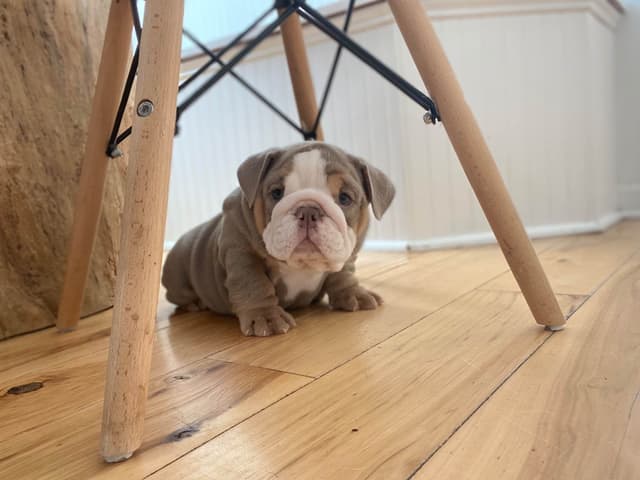 Bulldog Puppies media 3