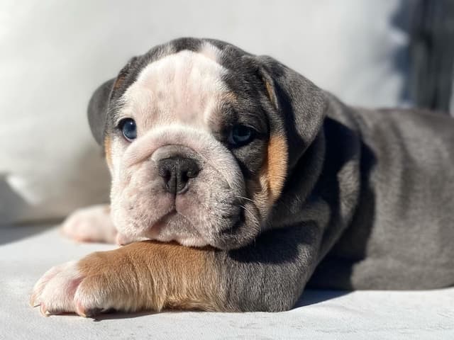 Bulldog Puppies media 4