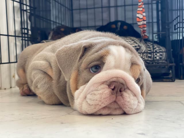Bulldog Puppies media 5