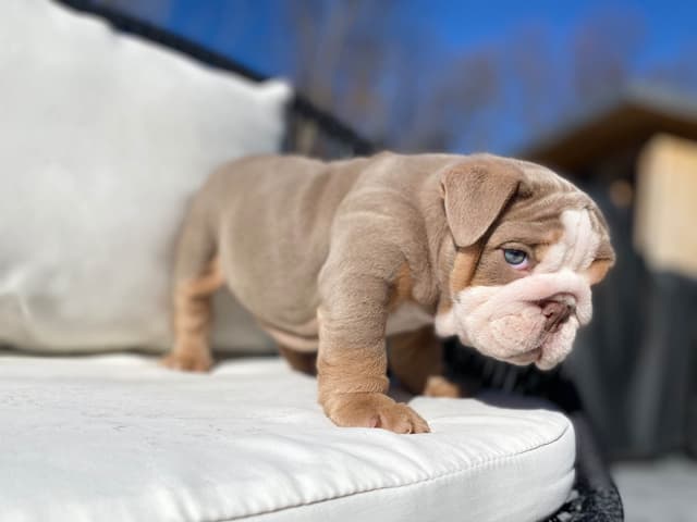 Bulldog Puppies media 6