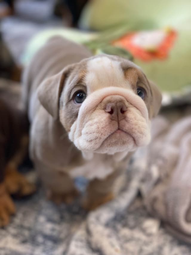 Bulldog Puppies media 7