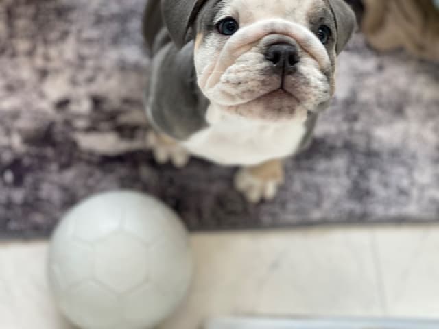 Bulldog Puppies media 8