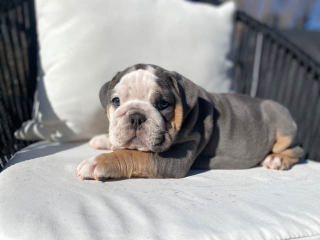 Bulldog Puppies media 9