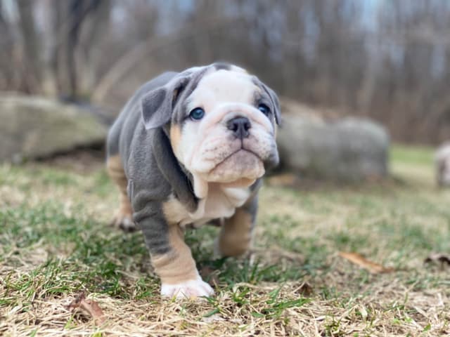 Bulldog Puppies media 10
