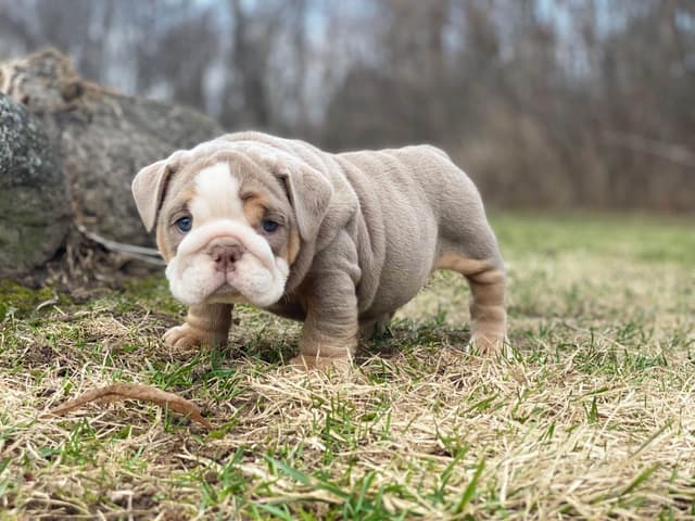 Bulldog Puppies media 12