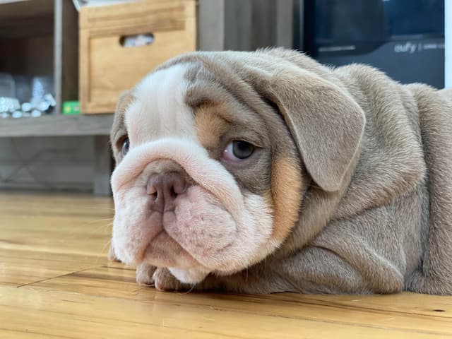 Bulldog Puppies media 13