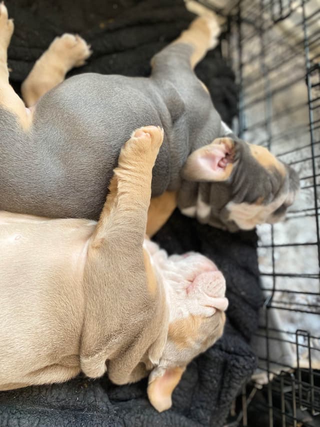 Bulldog Puppies media 14