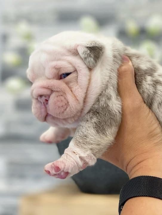 Bulldog Puppies media 3