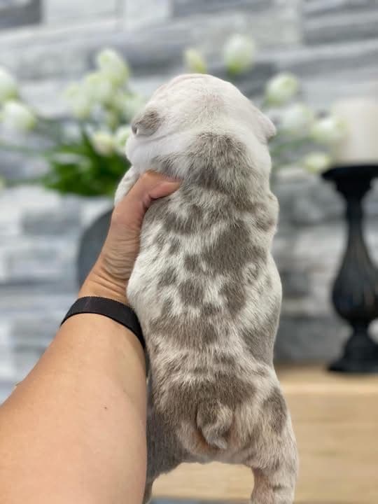 Bulldog Puppies media 2