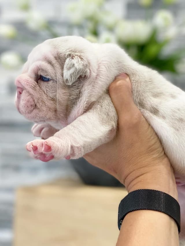 Bulldog Puppies media 5