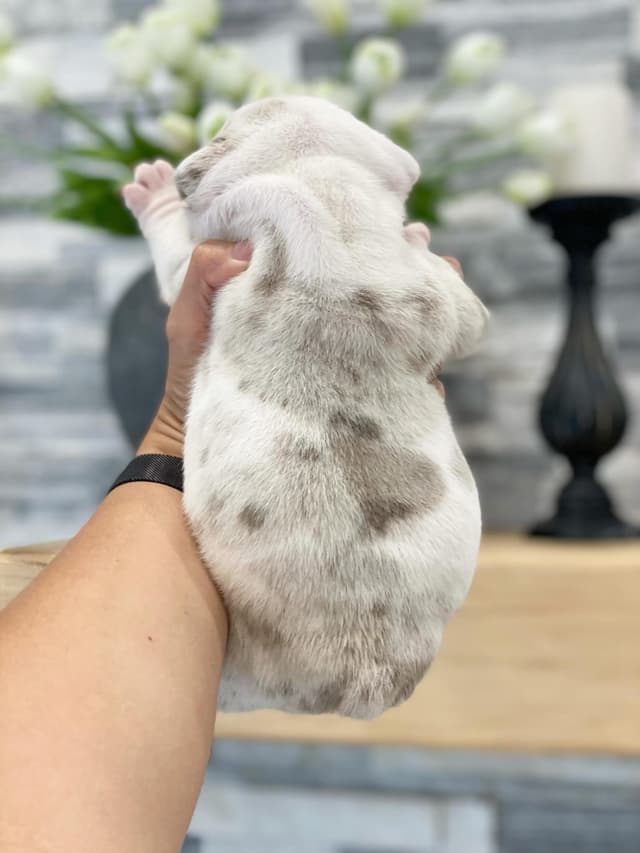 Bulldog Puppies media 6