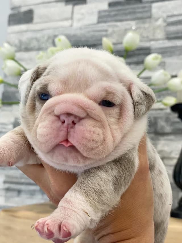 Bulldog Puppies media 7