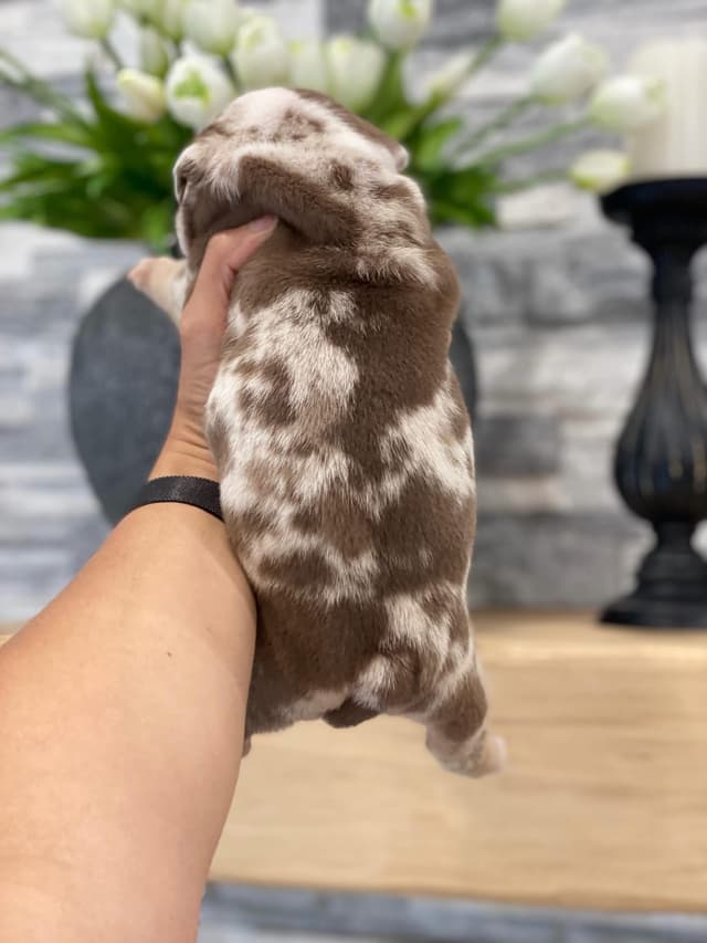 Bulldog Puppies media 8