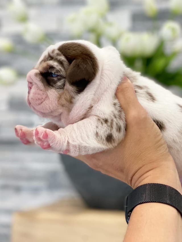 Bulldog Puppies media 11