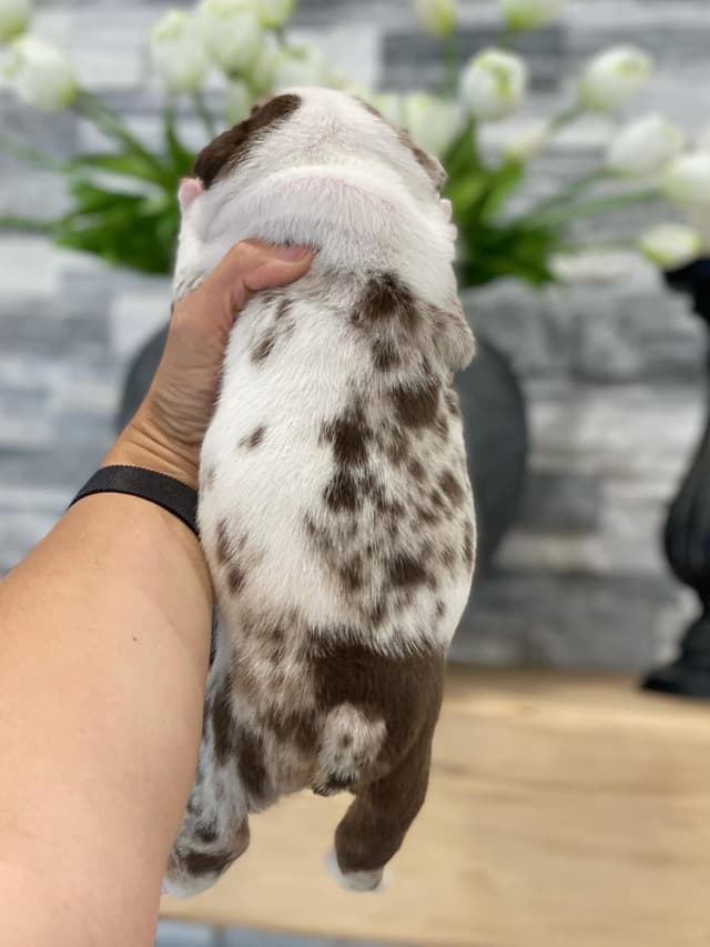 Bulldog Puppies media 10
