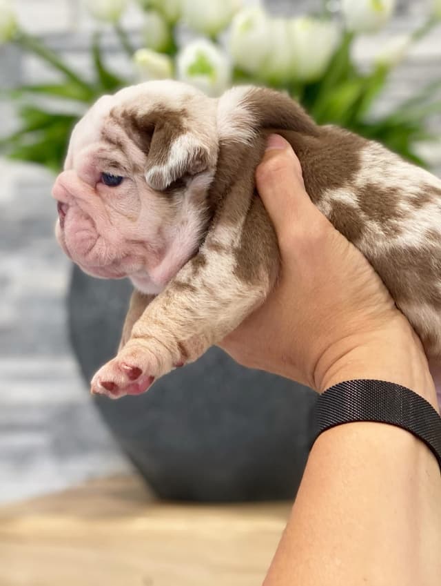 Bulldog Puppies media 9