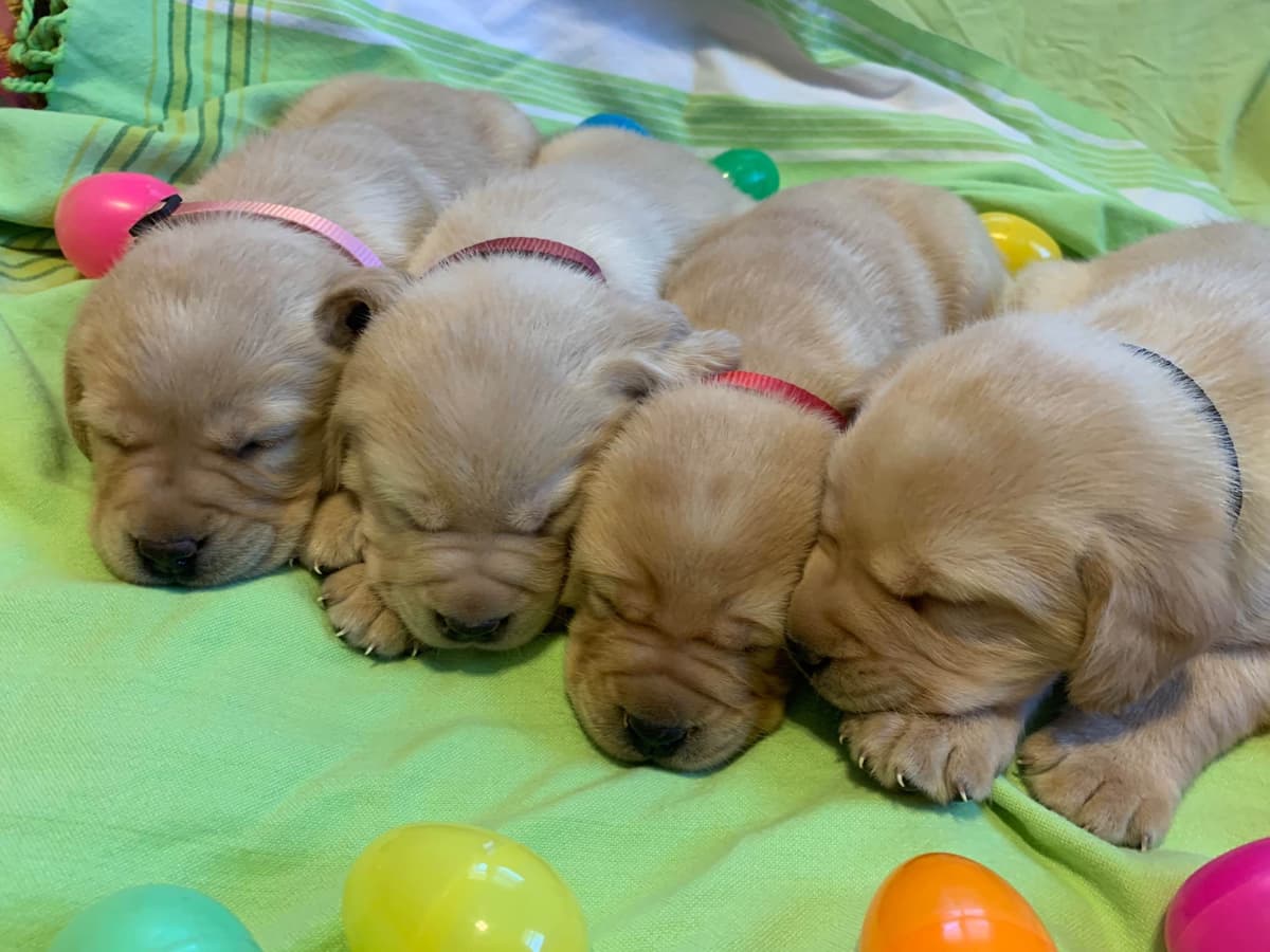 English Yellow Labrador Retriever Puppies breeder image 7