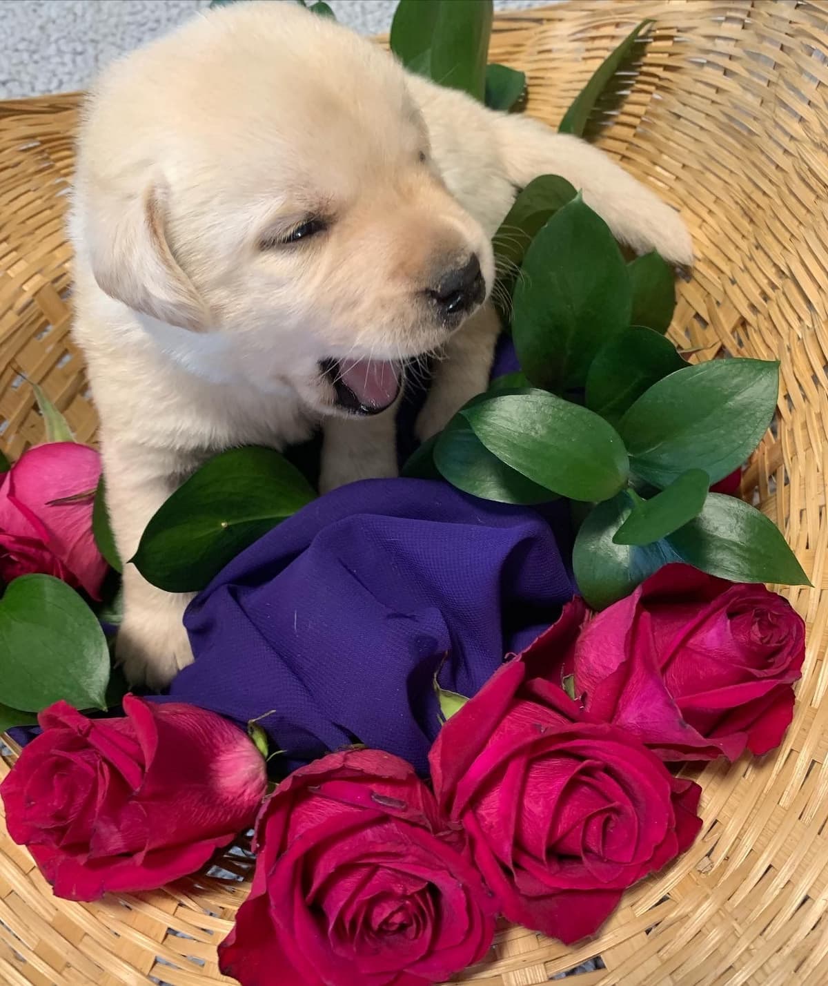 English Yellow Labrador Retriever Puppies breeder image 8