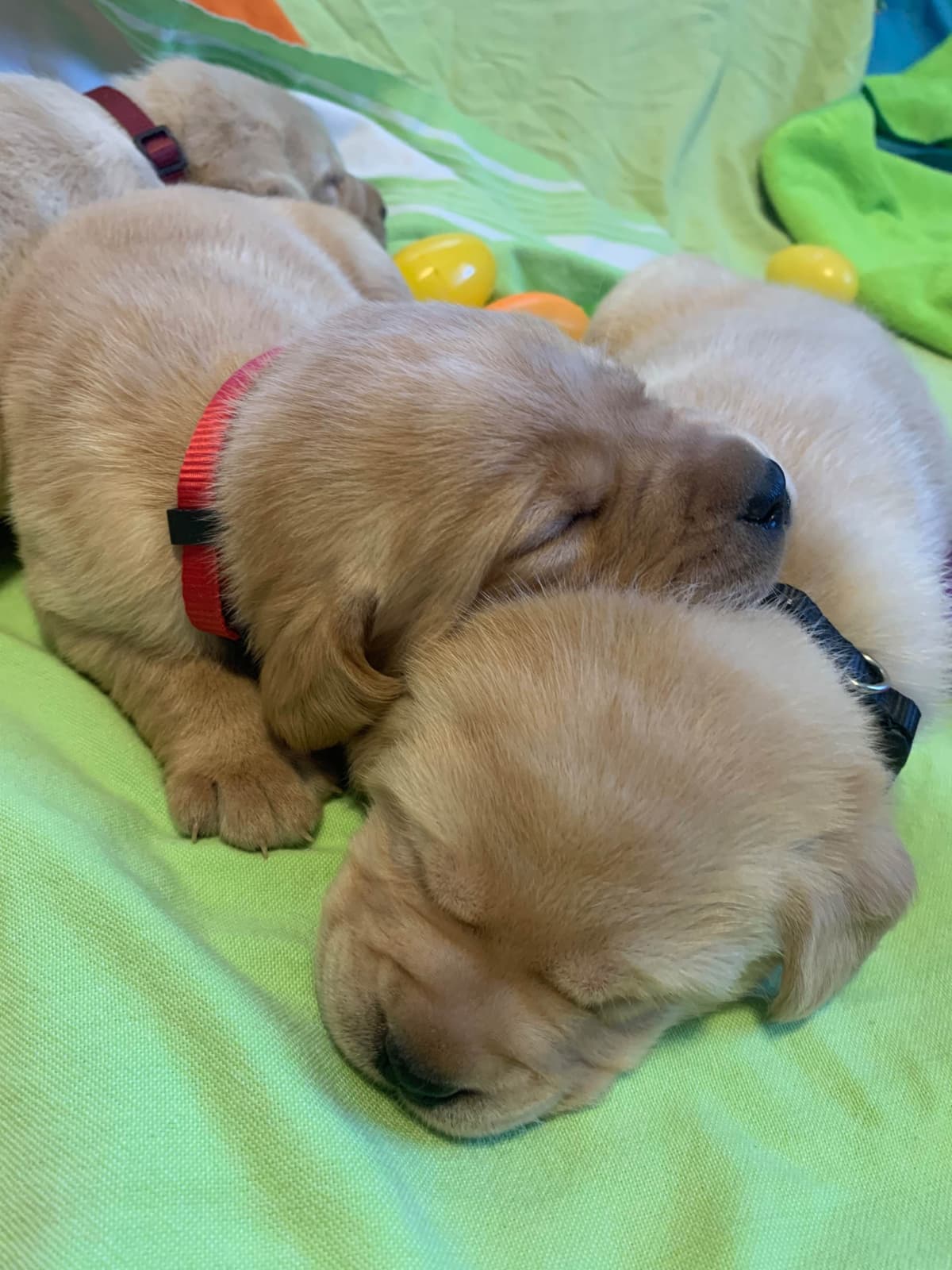 English Yellow Labrador Retriever Puppies breeder image 10