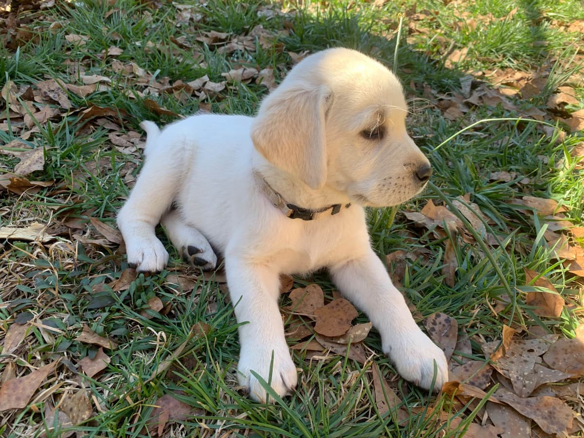 English Yellow Labrador Retriever Puppies breeder image 9