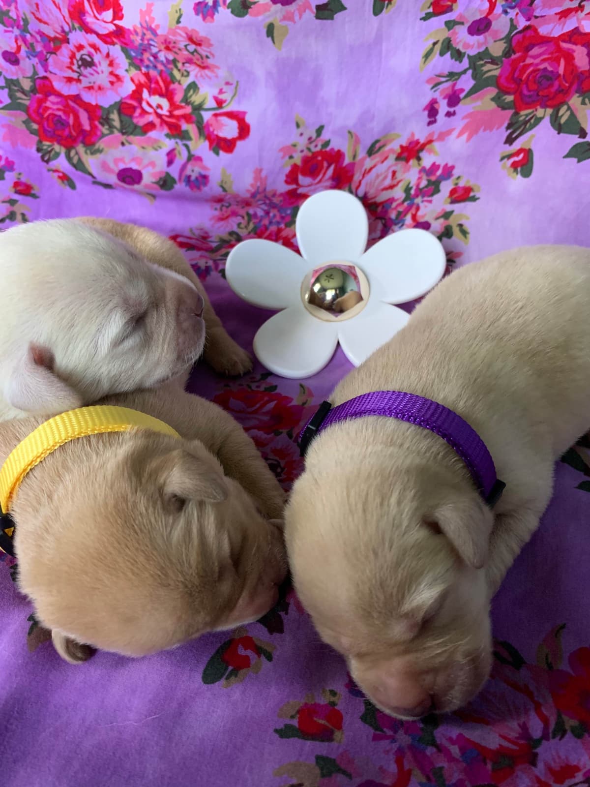 English Yellow Labrador Retriever Puppies breeder image 11