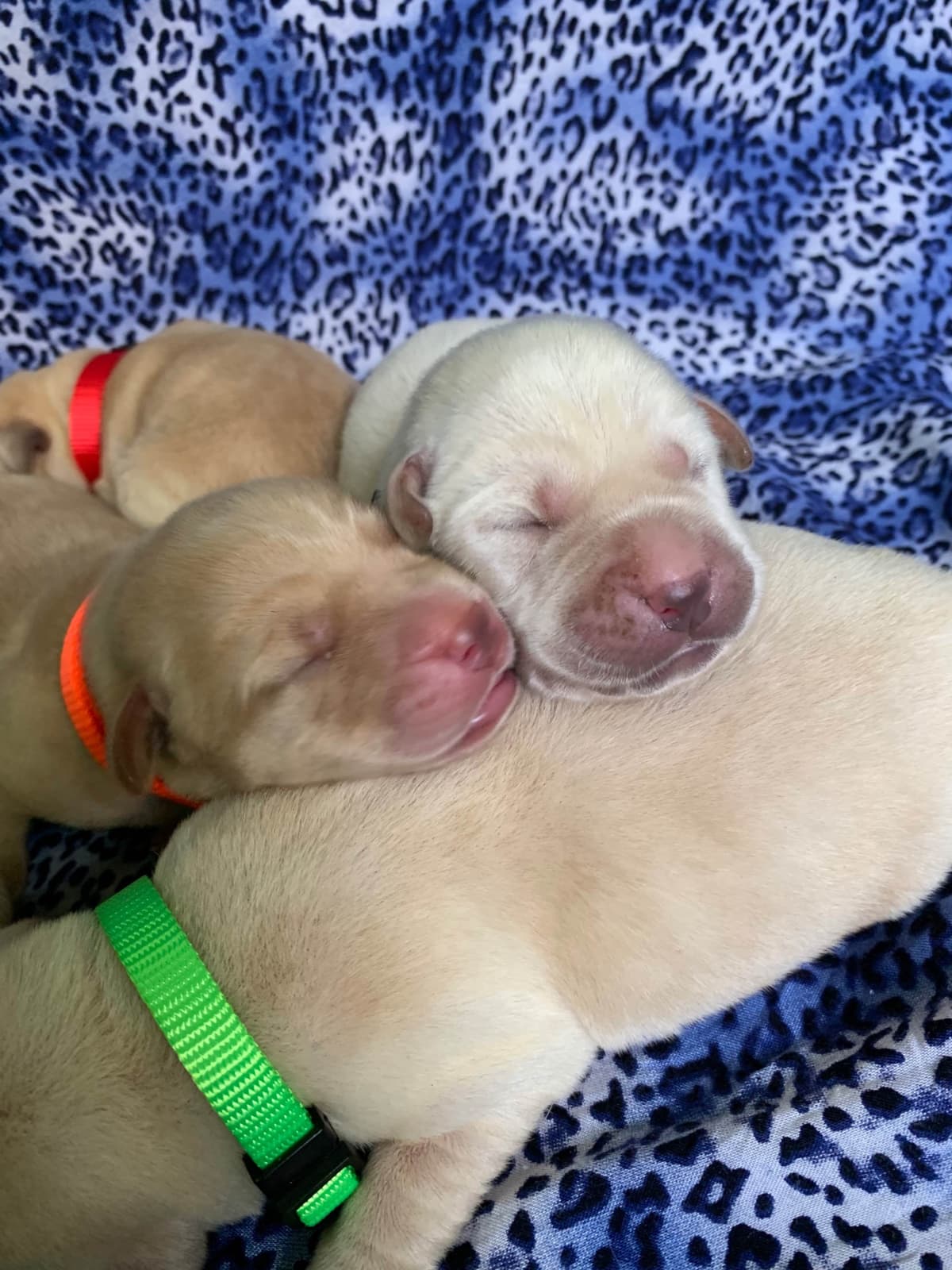 English Yellow Labrador Retriever Puppies breeder image 14