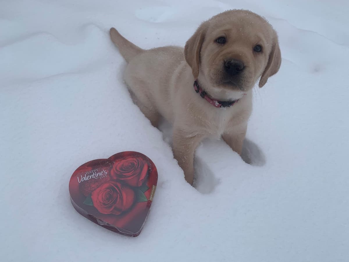 English Yellow Labrador Retriever Puppies breeder image 12