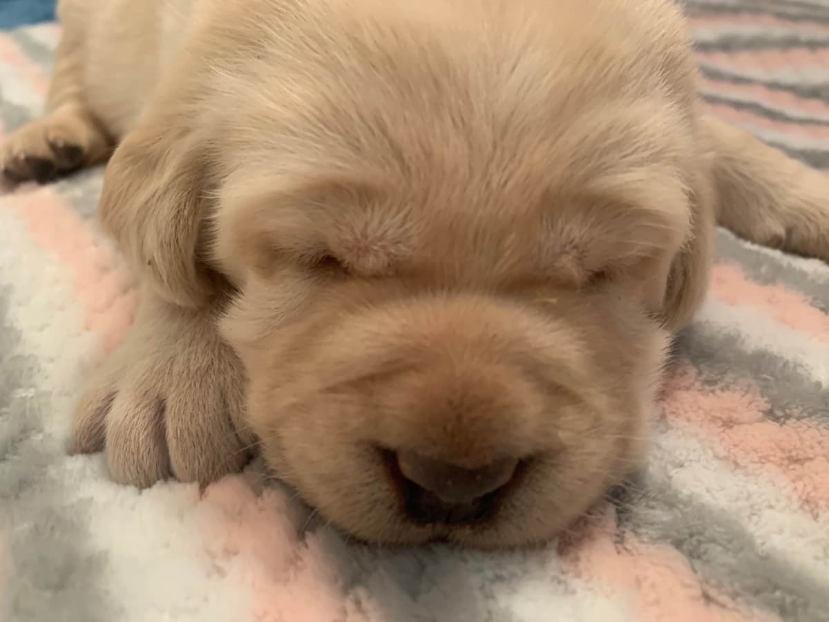 English Yellow Labrador Retriever Puppies breeder image 13
