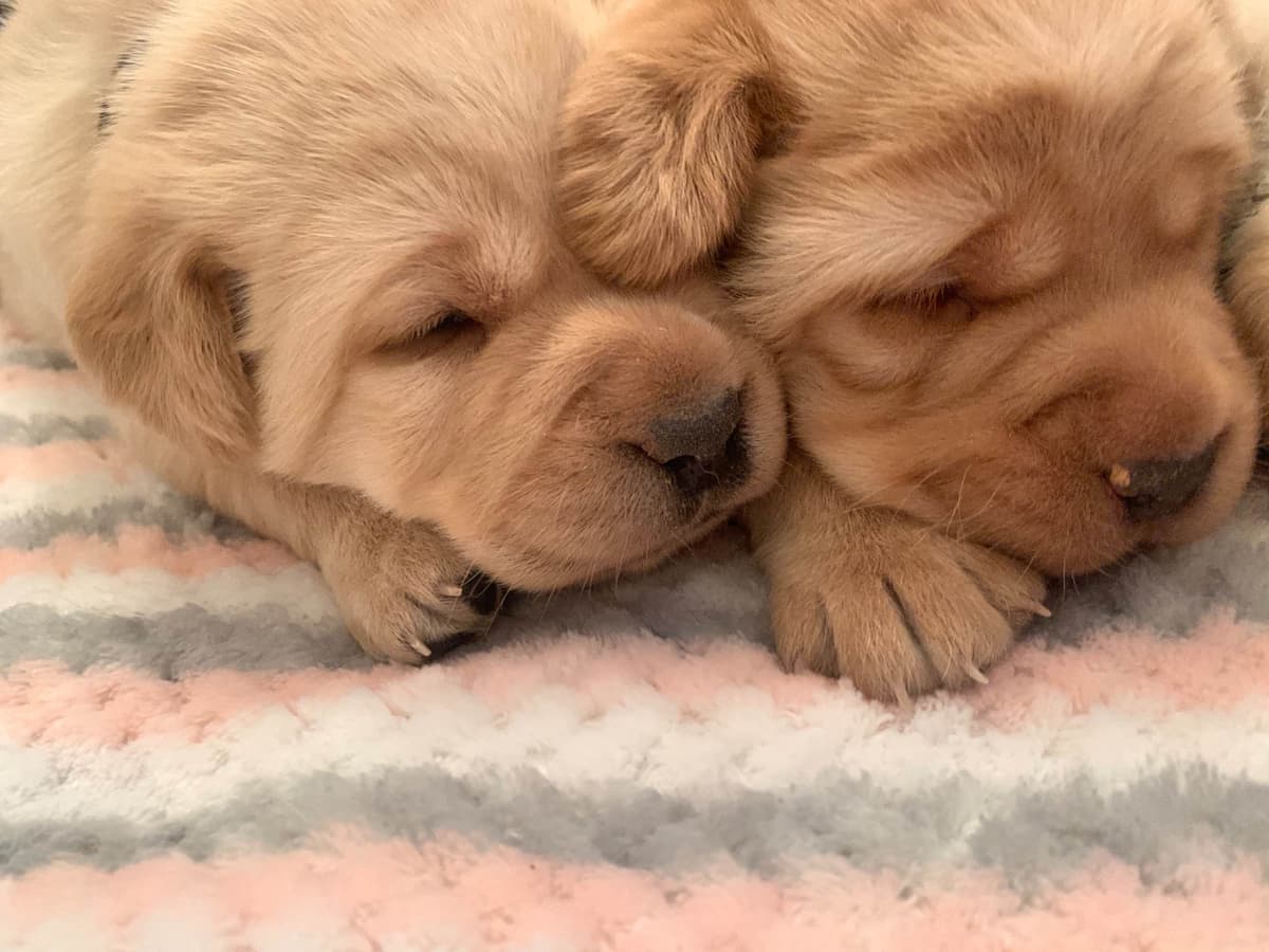 English Yellow Labrador Retriever Puppies breeder image 16
