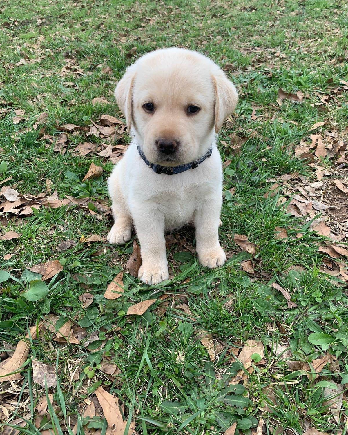 English Yellow Labrador Retriever Puppies breeder image 17