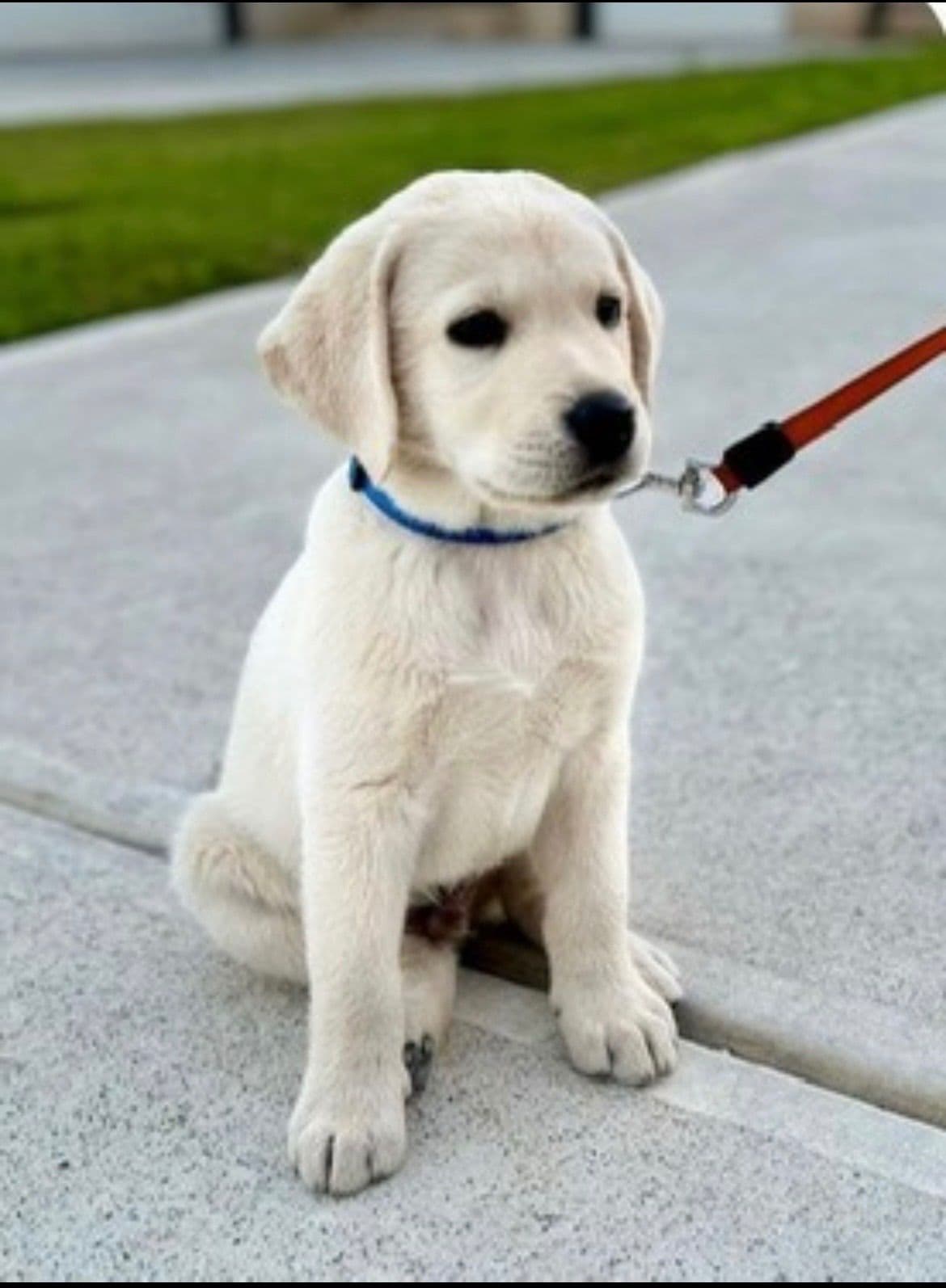 English Yellow Labrador Retriever Puppies breeder image 3