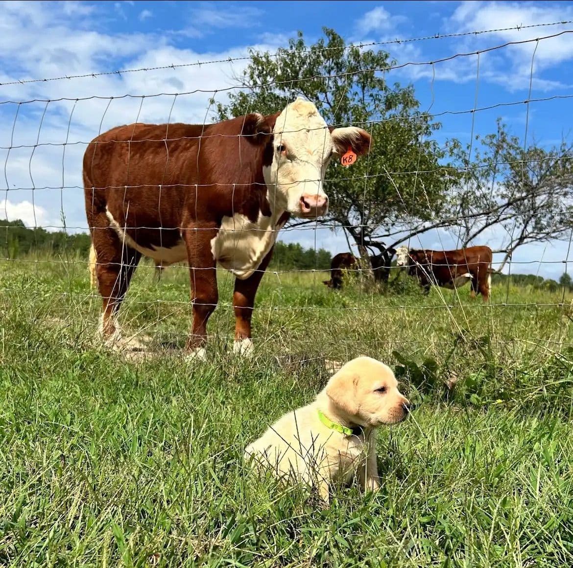 English Yellow Labrador Retriever Puppies breeder image 4