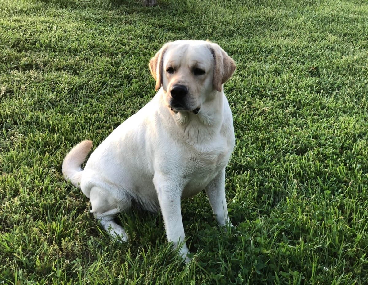 English Yellow Labrador Retriever Puppies breeder image 1