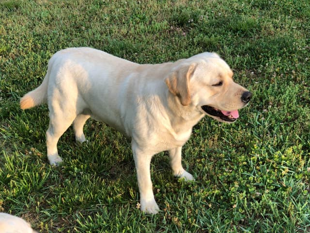 English  Yellow  Labrador Retriever Puppies media 2