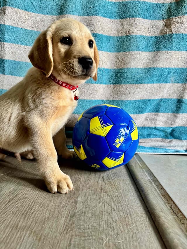 English  Yellow  Labrador Retriever Puppies media 3