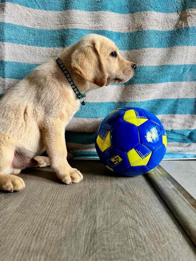 English  Yellow  Labrador Retriever Puppies media 4