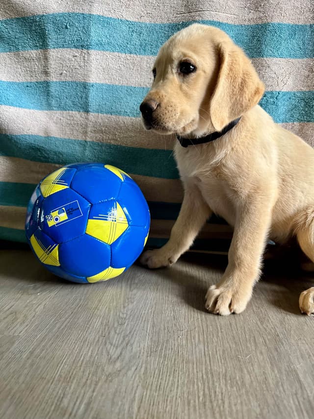 English  Yellow  Labrador Retriever Puppies media 5