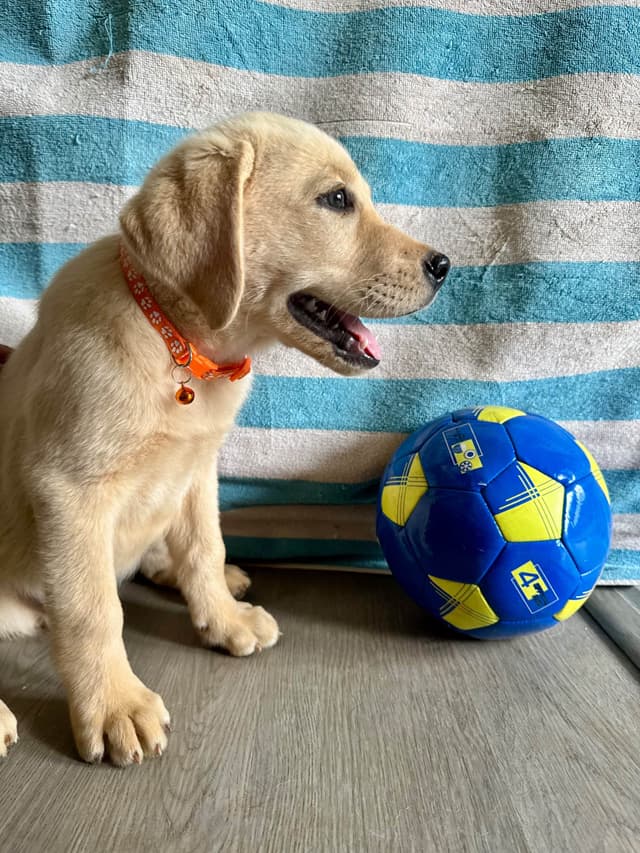 English  Yellow  Labrador Retriever Puppies media 6