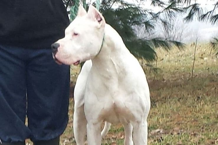 Beautiful, Champion sired dogo argentino puppies breeder image 3